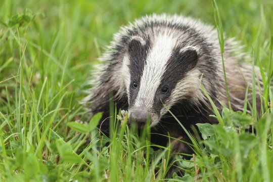 Quiet badger in the green grass of the L&uuml;neburger Heide