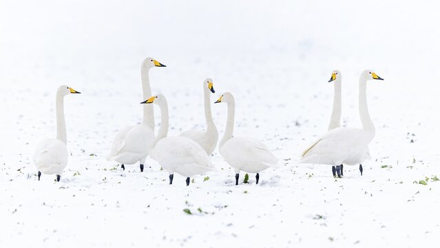 Whooper swan (Cygnus cygnus) Migratory bird from the far north, resting on the snow-covered rape, group of swans, foraging, Elbe River Landscape Biosphere Reserve, Saxony-Anhalt, Germany