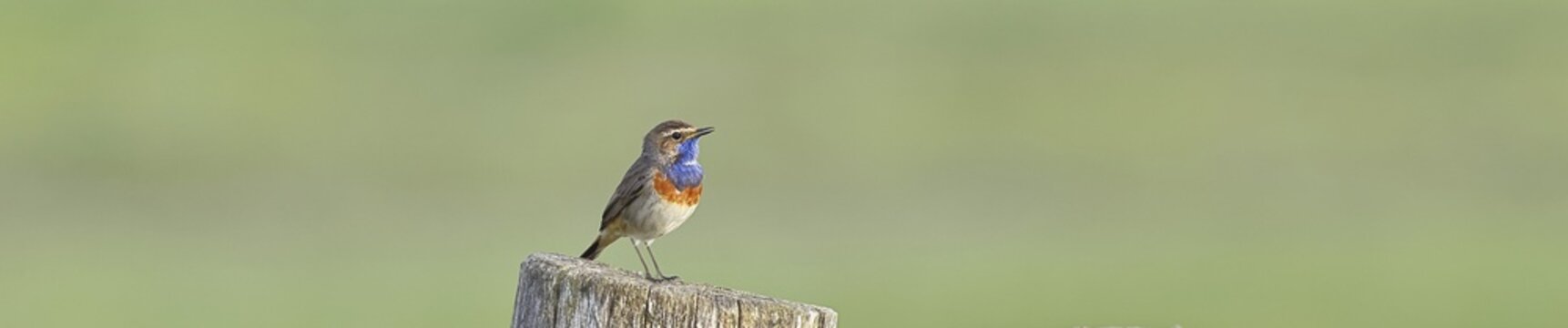 Bluethroat (Luscinia svecica cyanecula), male, on a pasture fence post, wildlife, Lembruch, Ochsen Moor, D&uuml;mmer nature park Park, Lower Saxony, Germany