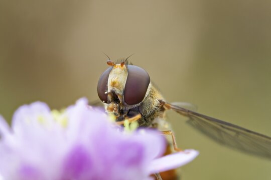 Hoverfly, Episyrphus balteatus, Marmalade Hoverfly, Lower Saxony, Germany