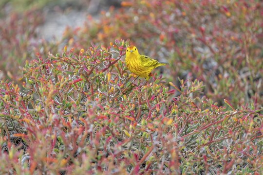 Golden warbler (Setophaga petechia), sitting in a sea of red plants, Galapagos Islands, Gal&aacute;pagos Province, Ecuador