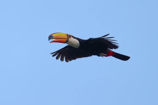 Toucan flying in front of a clear blue sky, giant toucan (Ramphastos toco), Pantanal, Mato Grosso, Brazil