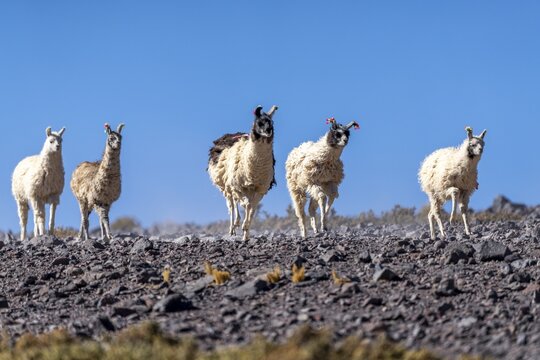 Llamas (Llama glama) and alpacas (Vicugna pacos), group, running over scree, San Pedro de Quemes, Departamento Potos&iacute;, Bolivia