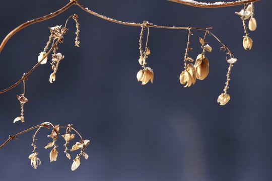 Hops in winter, Germany