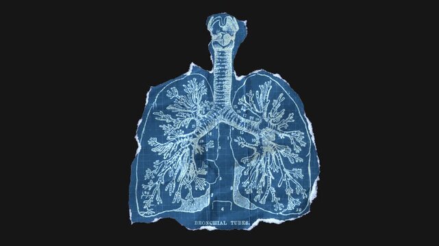 A drag and drop vintage anatomical themed blueprint that animates into place from torn paper.
