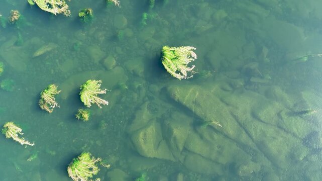 School of carp swimming upstream in the Minho river