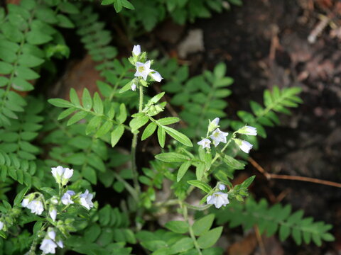 Jacob's-ladder (Polemonium pulcherrimum) Illuminated by Forest Sunlight in Indian Peaks Wilderness, Colorado