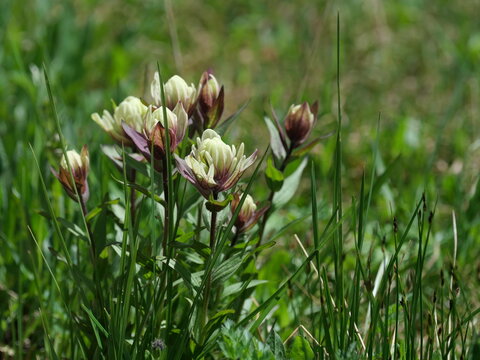 Cream-Colored Wild Indian Paintbrush (Castilleja sp.) Blooming Near Lake Isabelle, Indian Peaks Wilderness, Colorado