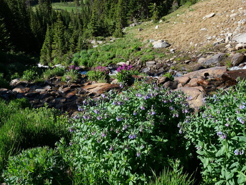 Rocky Mountain Bluebells and Parry's Primrose Along the Stream Below Lake Isabelle, Indian Peaks Wilderness, Colorado