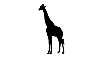 Fototapeta premium Silhouette of a Giraffe Standing Tall