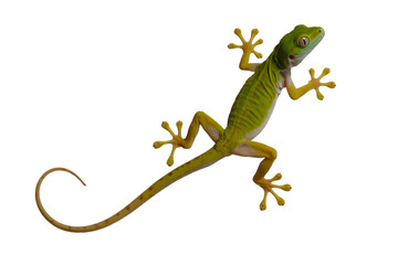Fototapeta premium Green day gecko isolated on white background
