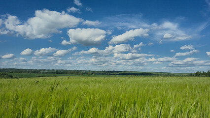 Obraz premium green field and blue sky