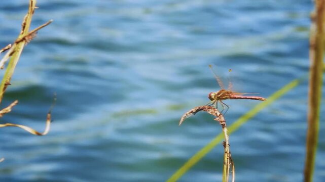 The video shows a dragonfly sitting on a grass stalk in close-up. The background is blurred and represents blue water.