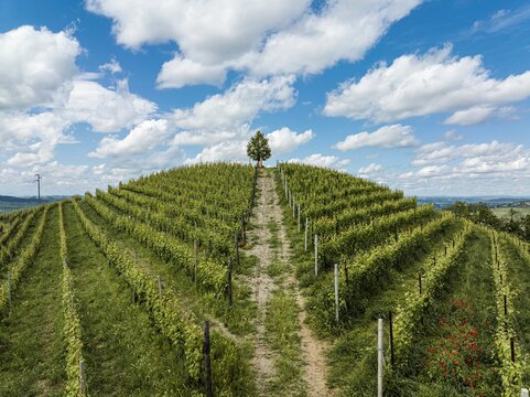 Aerial view of the lush green vineyards of Barbaresco with a single tree crowning the hill under a bright blue sky with white clouds in Barbaresco, Piedmont, Italy.