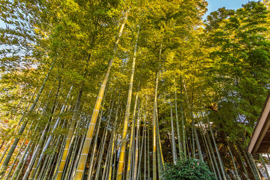 Beautiful bamboo grove and the roof of a traditional building at the Imperial Palace East Gardens December 2023