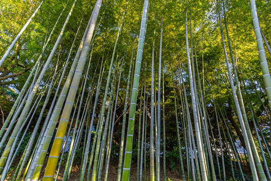 Low angle view looking up at the beautiful bamboo grove at the Imperial Palace East Gardens December 2023