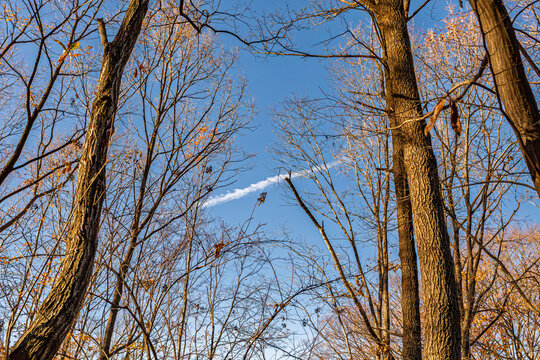 Bright blue sky and a single contrail looking up through winter woods at the Imperial Palace East Gardens December 2023