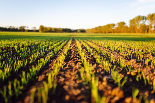 Young grass sprouts from the dark soil of a farm field at sunset. A farm field with young plants planted in a row is seen in the sunset light. Farming and agriculture concept.