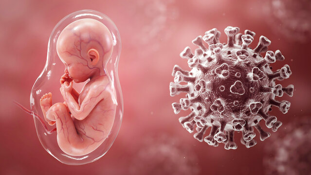 Fetal development beside coronavirus cell representation 3D medical illustration