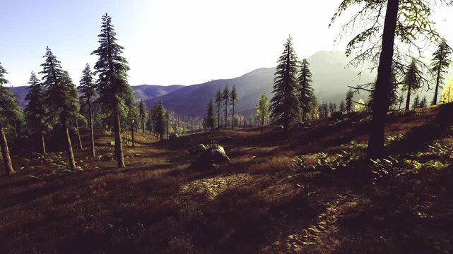 Golden light through sparse pine stand, warm shafts illuminate grassy slope, distant ridgeline softened by haze, imagined ranger patrol scenario focused