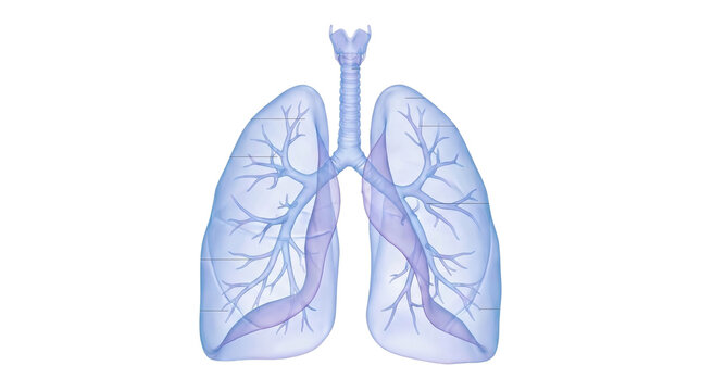 Human lungs and respiratory system anatomical 3d render isolated on transparent background png