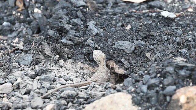 Small grey lizard digging a nesting burrow for egg laying in rocky ground of the Blue Mountains near Sydney, New South Wales, Australia. Wildlife, reptile behavior, natural habitat.