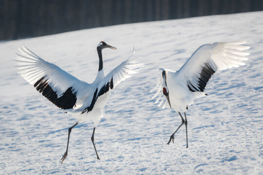 北海道で見られる日本を代表する美しい野鳥、冬の雪原で舞う真白な優雅なタンチョウ