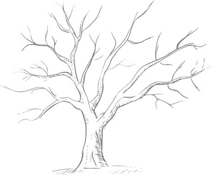 Of a bare tree with intricate branches against a white background