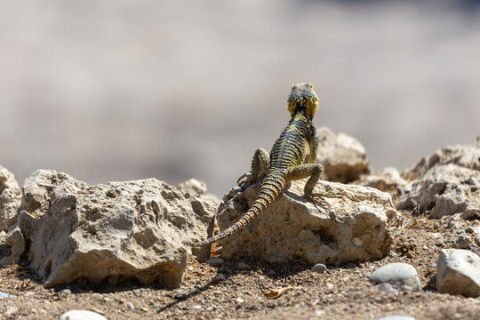 Starred Agama Lizard Seen from Behind Basking on Limestone Rock, Detailed View of Scaly Back in Dry Desert Environment.