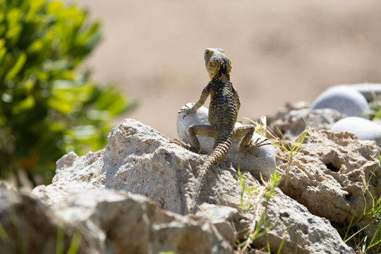 Starred Agama Lizard Seen from Behind Basking on Limestone Rock, Detailed View of Scaly Back in Dry Desert Environment.