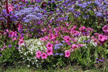 Fototapeta premium Parterre floral dans un parc de Marseille