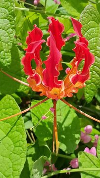 Close-up of a vibrant Gloriosa superba flower in natural sunlight-Vertical.