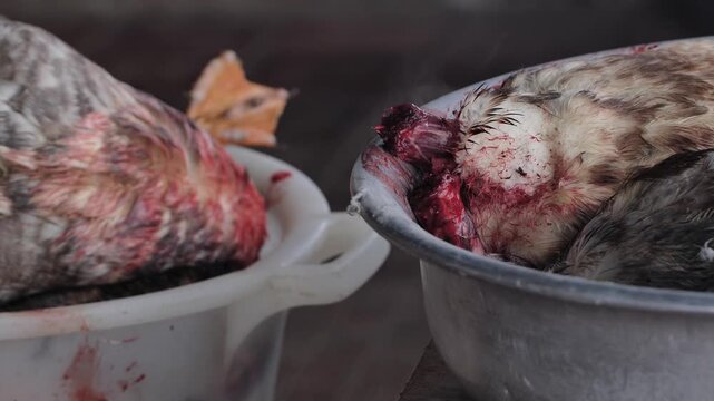 Butchering poultry, ducks with blood in bowls during food preparation