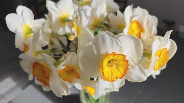 Daffodils Narcissus flowers petal bud Bouquet of Spring White with Yellow Floral background. Top view.