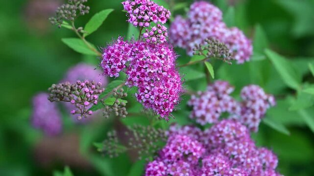 vibrant pink Japanese spiraea (Spiraea japonica) flowers gently swaying in the breeze against a soft, blurred green foliage background.