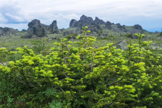 Mountain landscape with dwarf larch trees in the foreground and mossy rocks in the background