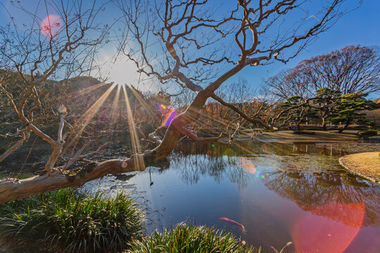 Powerful winter sunbeams and a fish swimming in the clear pond at the Imperial Palace East Gardens December 2023