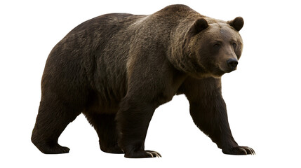 Fototapeta premium Brown grizzly bear walking on white