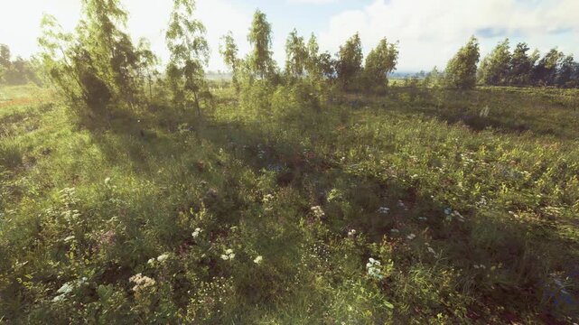 Sunlit meadow with wildflowers and trees, soft golden light casting long shadows across grassy field, scattered blossoms and lush greenery, distant treeline