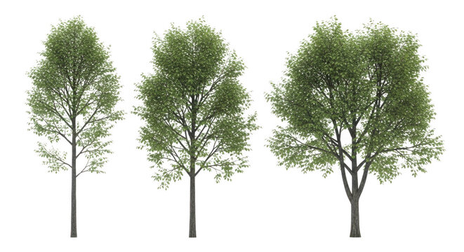 Three green deciduous trees in different growth stages isolated on transparent background