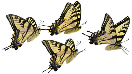 Four Yellow Tiger Swallowtail Butterflies in Flight © Alex