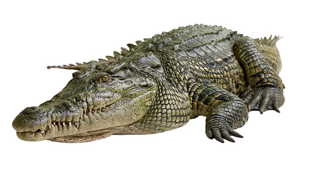 Nile crocodile with scaly green skin and sharp teeth