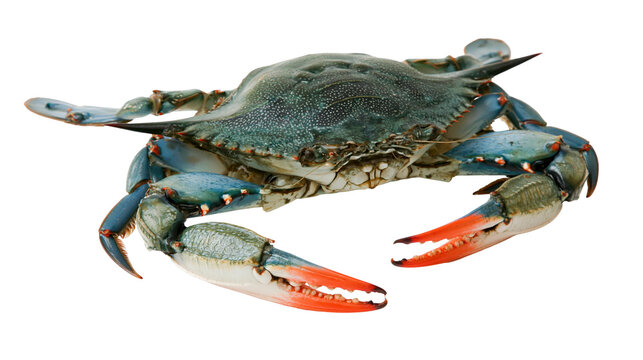 Blue crab with orange claws and blue legs on white