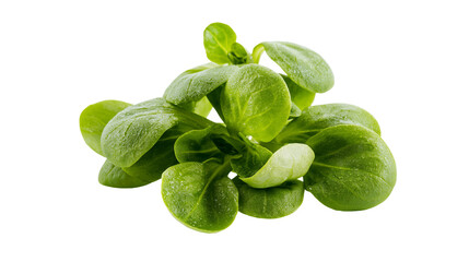 Obraz premium Fresh green lamb s lettuce leaves cluster