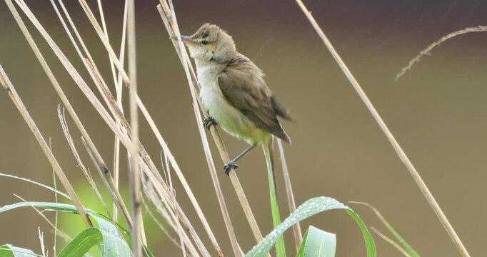 oriental reed warbler bird on the grass in a rain