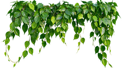 Green heart-shaped leaves of a trailing vine plant © Theodore