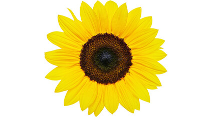 Obraz premium Bright yellow sunflower with dark center