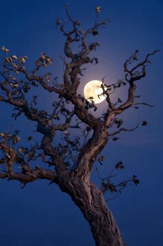 halloween night scene with moon
