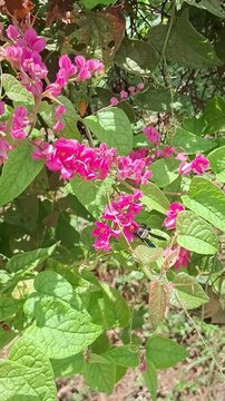 Close-up of a blue-winged wasp collecting nectar on pink Coral Vine flowers-Vertical.