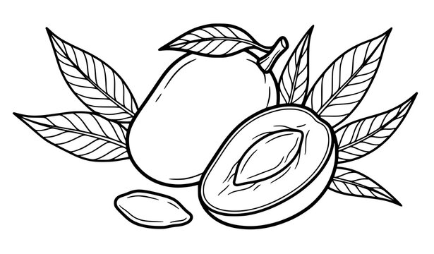 Hand Drawn Avocado Fruit Outline Illustration with Leaves Half Slice and Seed Botanical Design